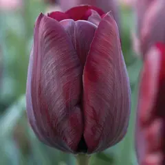 ბოლქვი BES HBM ტიტა Tulipa Ronaldo 10/11 5 ც