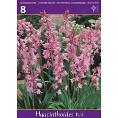 ბოლქვოვანი HBM BEST BUY CAPPERLINE BES Hyacinthoides Hisp. Pink (x8)