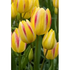 ბოლქვოვანი HBM STAR CAPPERLINE STA Tulipa Antoinette (x5)