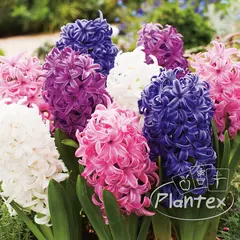 ბოლქვოვანი HBM BES Hyacinthus Mixed (x3)