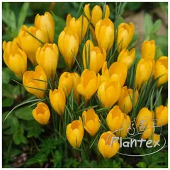 ბოლქვოვანი HBM BES Crocus Large Yellow (x10)