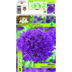 ბოლქვოვანი HBM STAR CAPPERLINE STA Allium Purple Sensation (x5)
