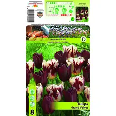 ბოლქვოვანი HBM STAR CAPPERLINE STA Tulipa Grand Velvet (x8)