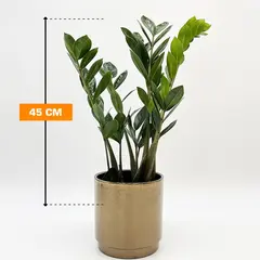 ზამიოკულკასი Zamioculcas 45 სმ