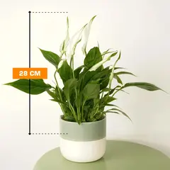 სპატიფილუმი Spathiphyllum Chopin 28 სმ