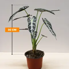 ალოკაზია ALOCASIA 30 სმ