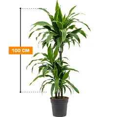 დრაცენა DRACAENA FRAGRANS 3PP 100 სმ