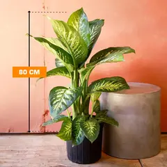 დიფენბახია TROPIK SNOW 80 სმ