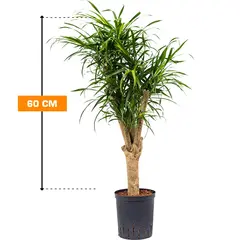 დრაცენა DRACAENA REFLEXA ANITA 60 სმ