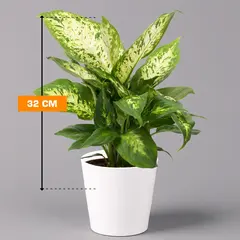დიფენბახია Dieffenbachia Compacta 32 სმ