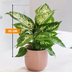 დიფენბახია Dieffenbachia Camilla Compacta 35 სმ