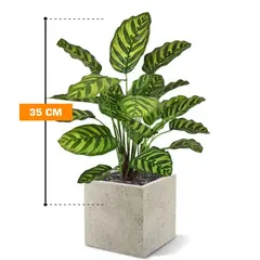 კალათეა Calathea Makoyana 35 სმ