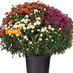 ქრიზანთემა Chrysanthemum 20 სმ