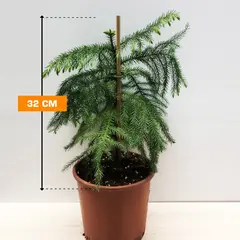 არაუკარია Araucaria 32 სმ