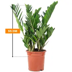ზამიოკულკასი Zamioculcas 55 სმ