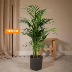დიპსის DYPSIS LUTESCENS ARECA