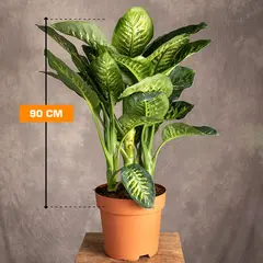 დიფენბახია TROPIK SNOW 90 სმ