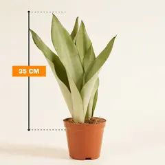 სანსევიერია Sansevieria Moonshine 35 სმ