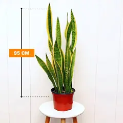 სანსევიერია Sansevieria Laurentii 95 სმ