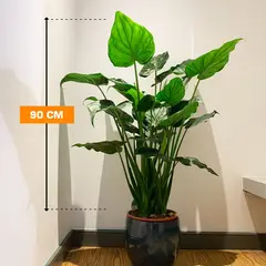 ალოკაზია ALOCASIA CUCULLATA 90 სმ