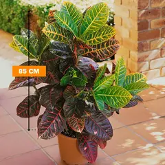 კროტონი CODIAEUM CROTON MAMMY YELLOW 85 სმ