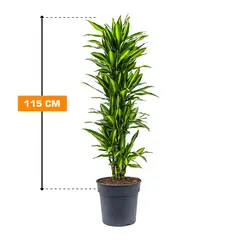 დრაცენა Dracaena Fragrans cintho 115 სმ