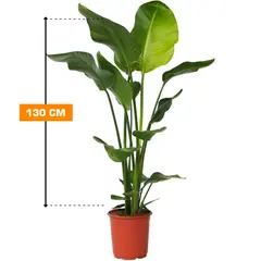 სტრელიცია STRELITZIA NICOLAI 2 PP 130 სმ