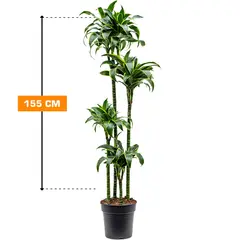 დრაცენა DRACAENA FRAGRANS LEMON LIME 4PP 155 სმ