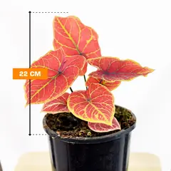 კალადიუმ Caladium 22 სმ