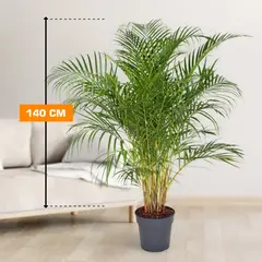 დიფსისი DYPSIS LUTESCENS ARECA