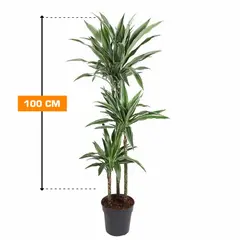დრაცენა Dracaena fragrans Deremens Warneckei 100 სმ
