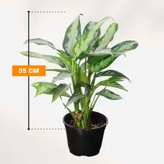 აგლაონემა Aglaonema Jubilee Petite 35 სმ