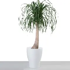 ქოთანი კერამიკული ყვავილის Scheurich 608/40 PLANTER PANNA