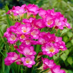 ბოლქვი HBM ფრეზია Double ვარდისფერი 5/+ 10 ც