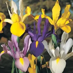 ბოლქვოვანი HBM Dutch Iris Mixed (x10)