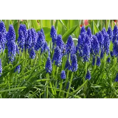 ბოლქვი BUD HBM მუსკარი Muscari Armeniacum 6/7 7 ც