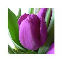 ბოლქვი BES HBM ტიტა Tulipa Purple Prince 10/11 5 ც