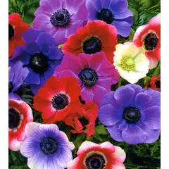 ბოლქვი HBM ანემონა De Caen 5/6 10 ც