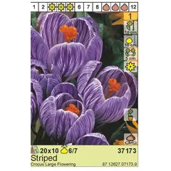 ბოლქვი HBM ზაფრანა Large Striped 6/7 1 ც