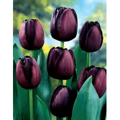 ბოლქვი BES HBM ტიტა Tulipa Queen of Night 10/11 5 ც