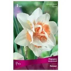 ბოლქვოვანი HBM SUPER BUDGET CAPPER BUD Narcissus Replete (x2)