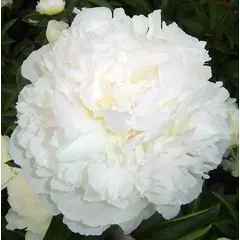 ბოლქვი HBM იორდასალამი თეთრი 1 ც