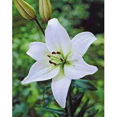 ბოლქვი BES HBM შროშანი Lilium Navona 10/12 2 ც