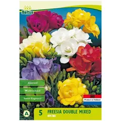 ბოლქვი ფრეზია HBM freesia double mixed 8 ც