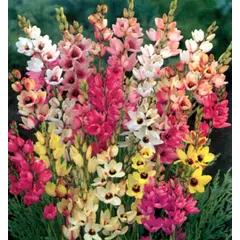 ბოლქვი HBM BES იქსია მიქსი 5/7 8 ც