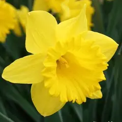 მცენარე ბოლქვიანი BES Narcissus Dutch Master 5 ც