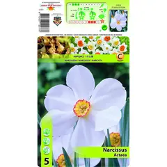 ბოლქვოვანი HBM STAR CAPPERLINE STA Narcissus Actaea (x5)