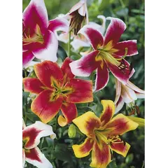 ბოლქვი HBM შროშანი მიქსი 3 ც