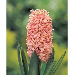 ბოლქვოვანი HBM BES Hyacinthus Gipsy Queen (x3)