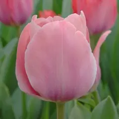 ბოლქვი BUD HBM ტიტა Tulipa Mystic van Eijk 10/11 2 ც